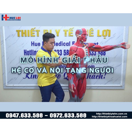 Mô hình giải phẫu cơ và nội tạng toàn cơ thể 170cm